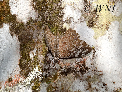 Variable Cracker (Hamadryas feronia)